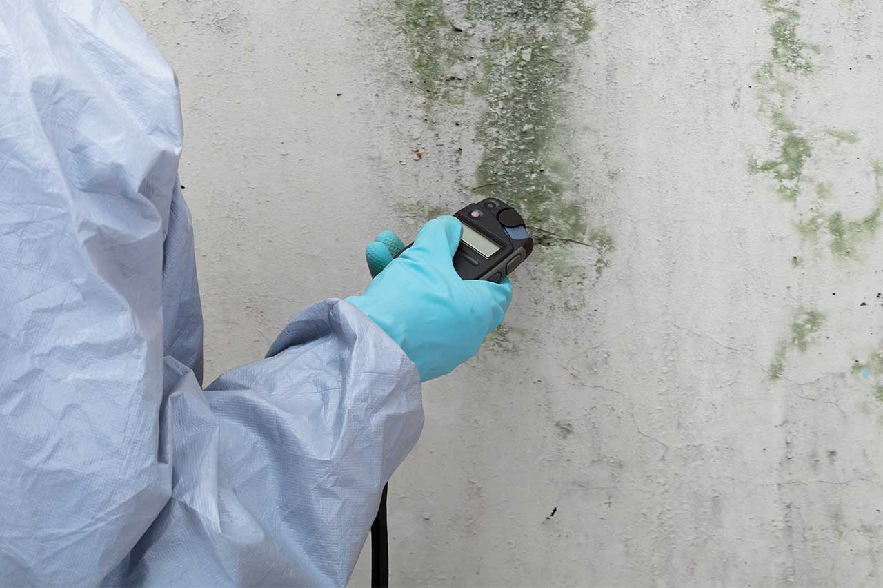 Schimmelanalyse Analyse Wandschimmel