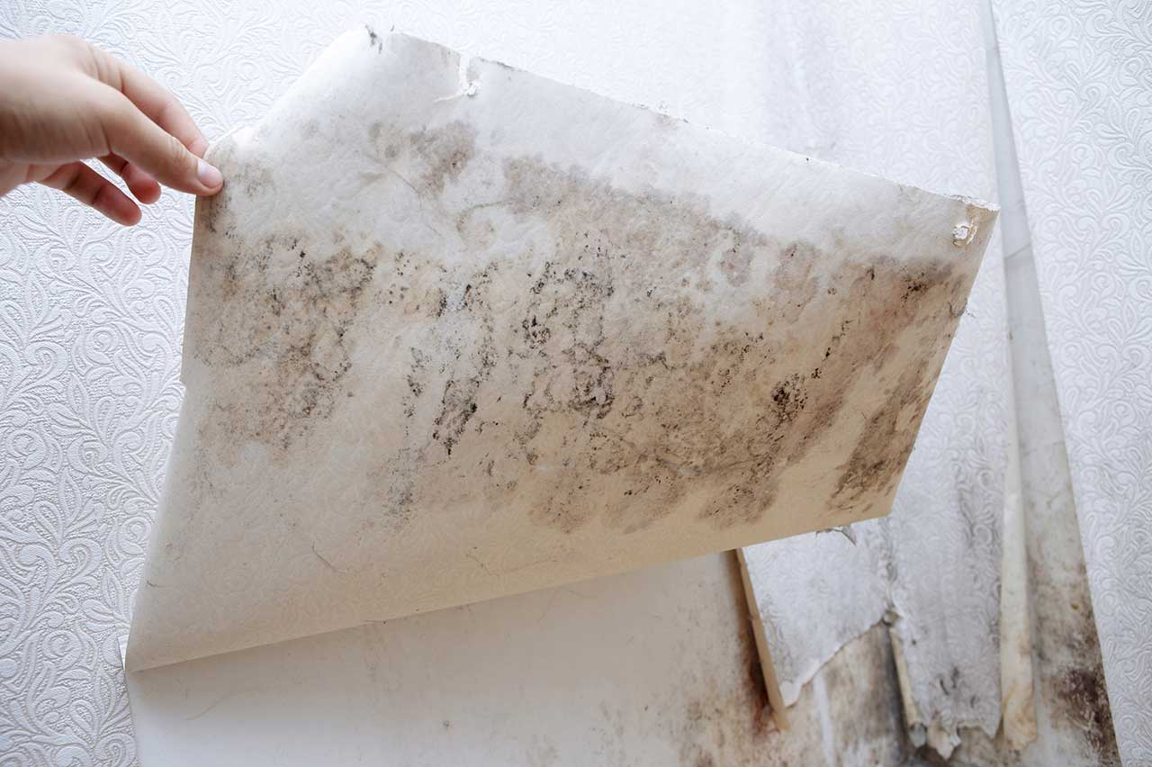Schimmelschaden an Wand hinter der Tapete wandschimmel